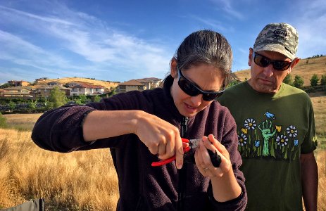 Bird biologist banding a tricolored blackbird