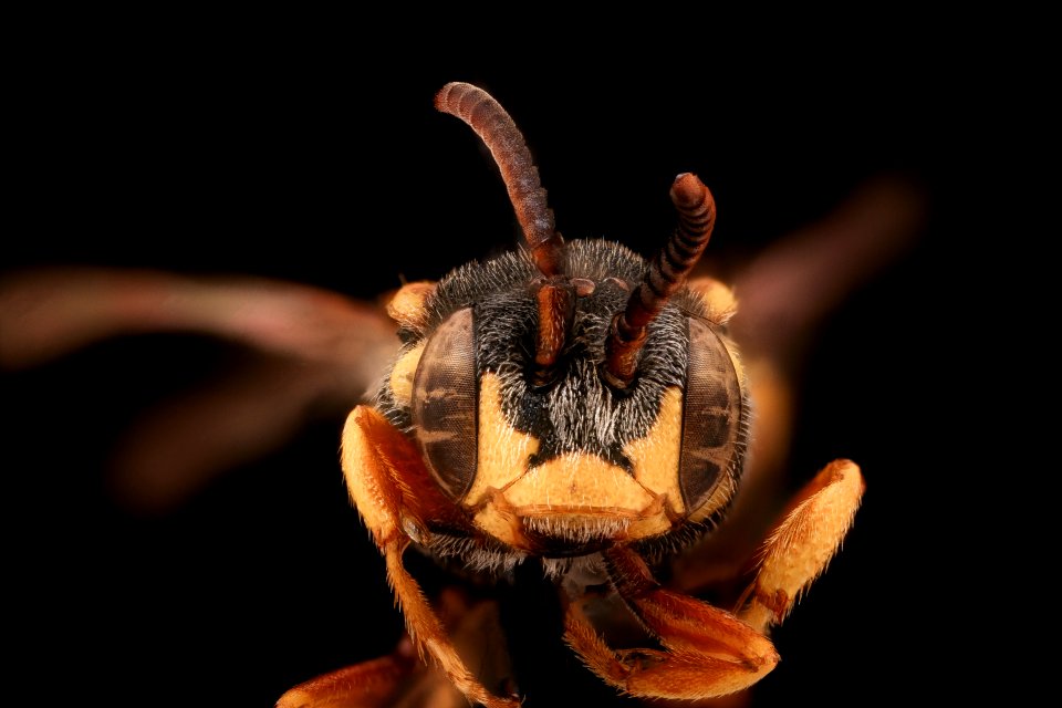 Nomada placida, m, face, Highland County, VA 2019-10-24-15.36.02 ZS PMax UDR