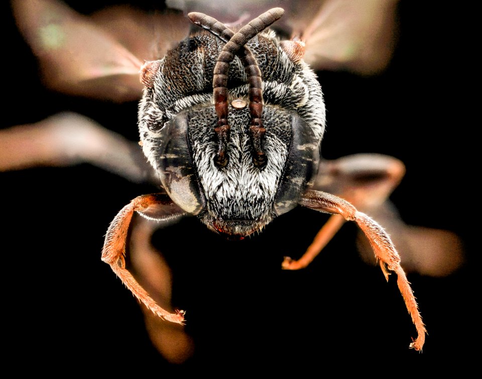Epeolus erigeronis, M, Face, NC, Moore County 2013-09-25-18.46.11 ZS PMax