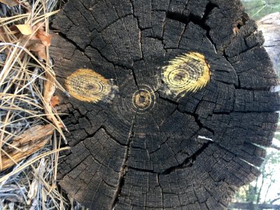 Stump Smile