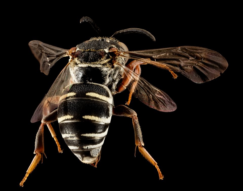 Triepeolus sp, F, Back, GA, Silver Lake 2014-10-09-11.21.19 ZS PMax