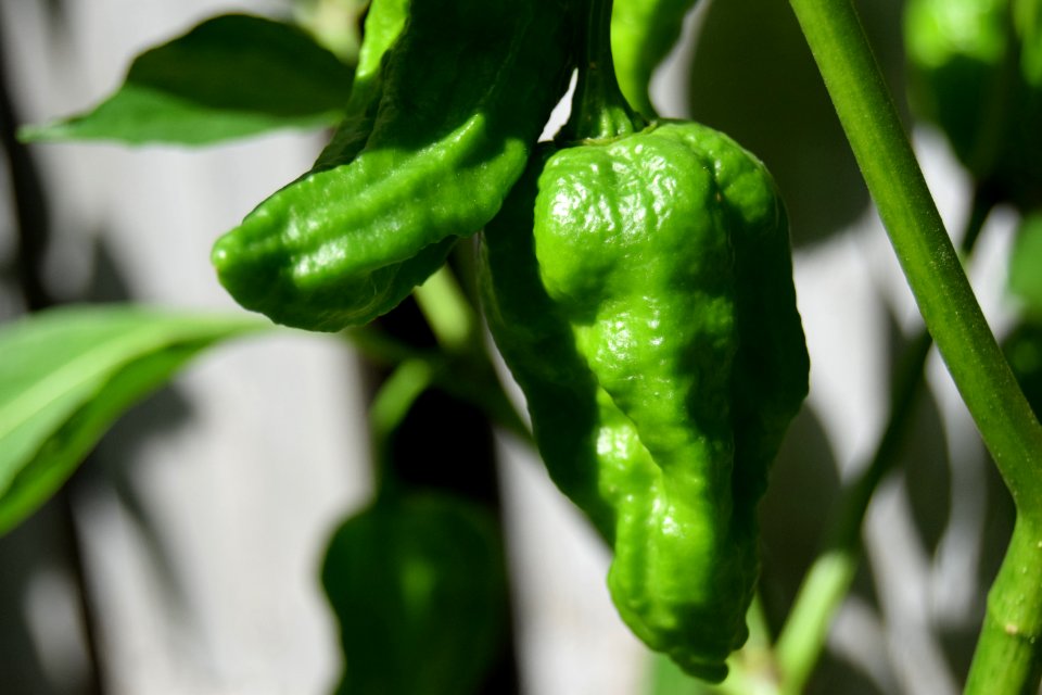 Green bhut jolokia (ghost peppers)