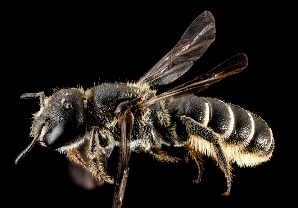 chelostoma rapunculi, f, side, ny, warren 2014-07-05-18.58.19 ZS PMax photo