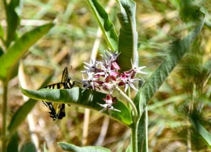 Western swallowtail on showy milkweed