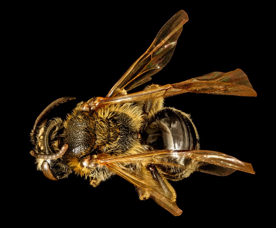Andrena spiraeana, f, back, Prince George's Co, MD 2016-03-22-10.39