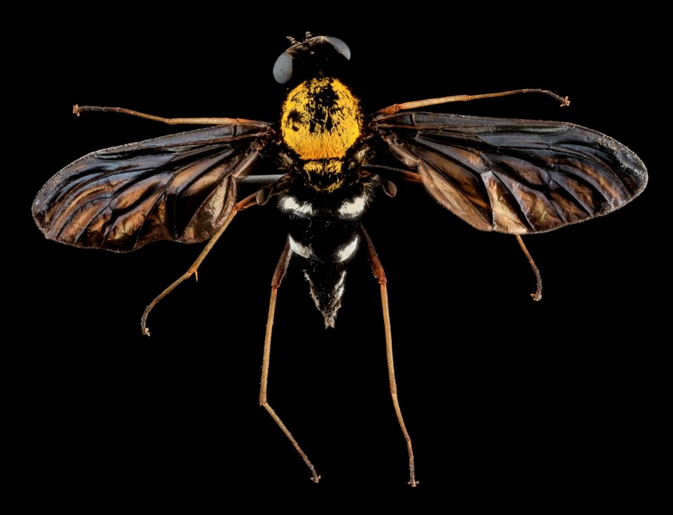 Chrysopilus thoracicus, U, Back, U 2013-06-19-14.36.36 ZS PMax