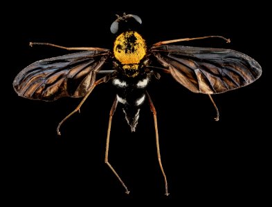 Chrysopilus thoracicus, U, Back, U 2013-06-19-14.36.36 ZS PMax