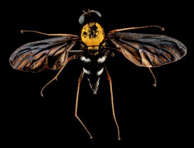 Chrysopilus thoracicus, U, Back, U 2013-06-19-14.36.36 ZS PMax photo