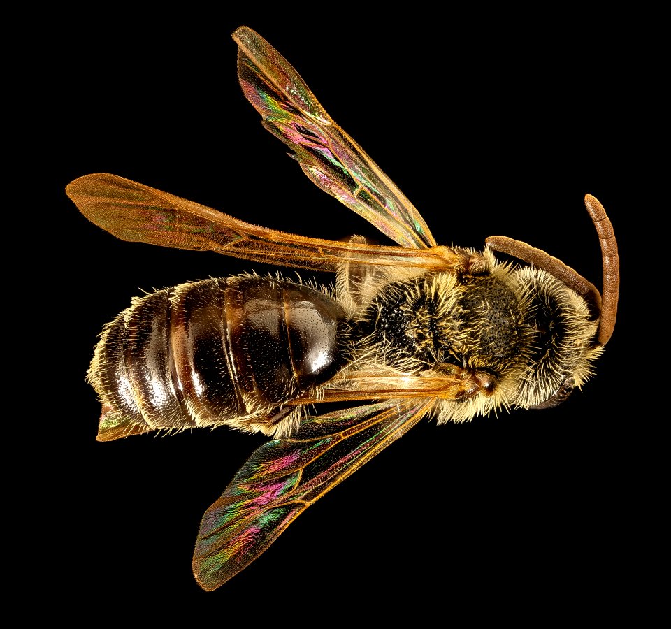 Andrena illicis, m, back, Prince George's Co, MD 2016-04-15-18.32