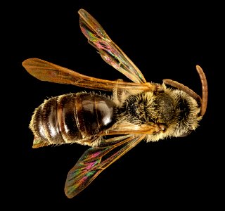 Andrena illicis, m, back, Prince George's Co, MD 2016-04-15-18.32
