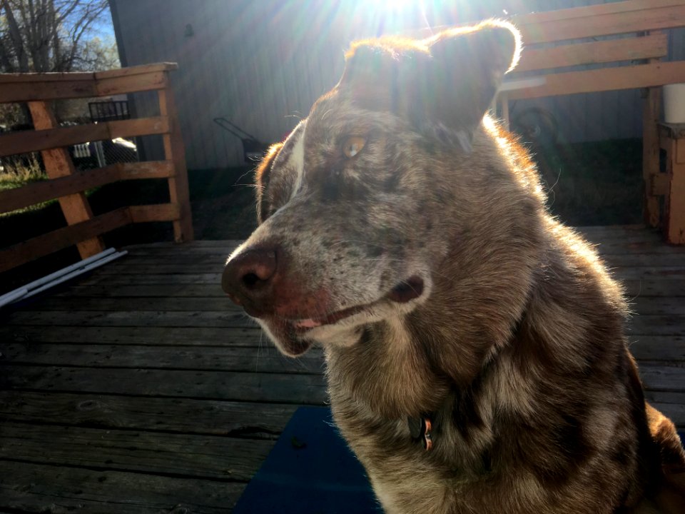 Did Someone say "Bacon"?