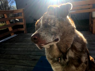 Did Someone say "Bacon"?