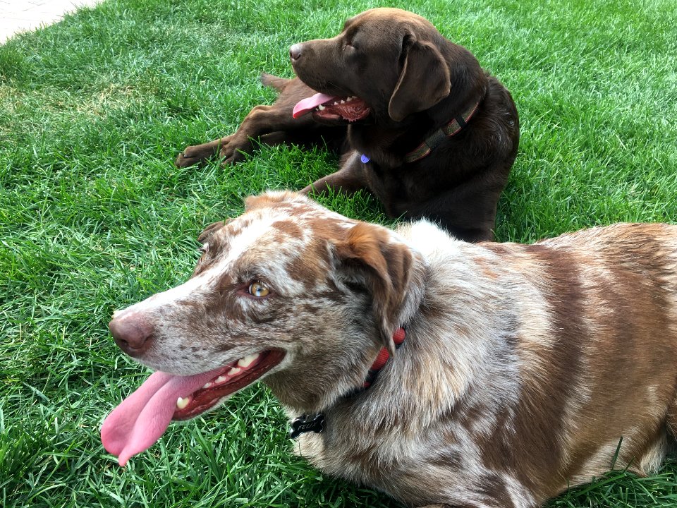 Time for a Dog Play Break