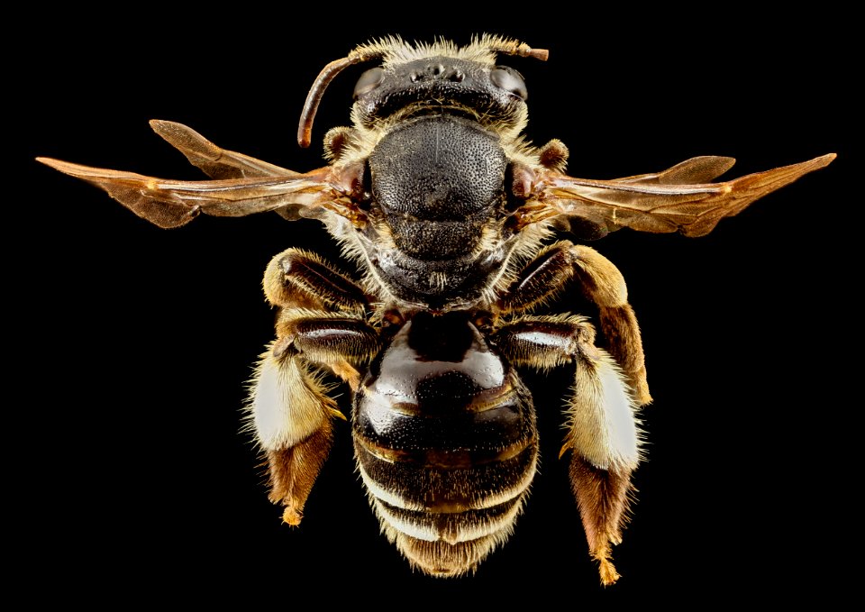 macropis europea, f, austria, side 2014-11-04-11.41.23 ZS PMax photo