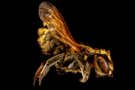 Megachile species b, female, rt side, Dominican Republic 2012-10-05-12.36.03 ZS PMax photo