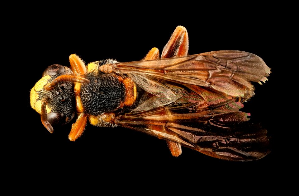 Nomada fervida, back, m, Barnwell Co, SC 2017-09-28-18.30