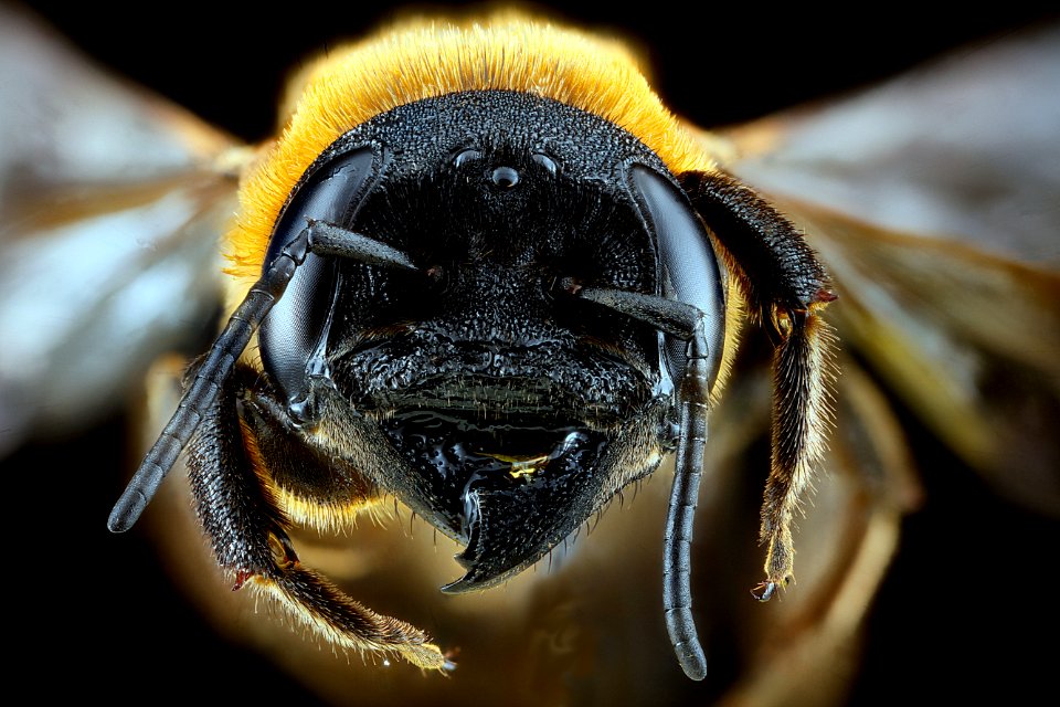Megachile-sculpturalis,-female,-face 2012-07-12-17.28.39-ZS-PMax