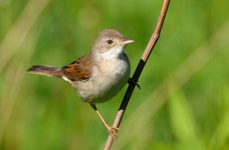 Sylvia communis