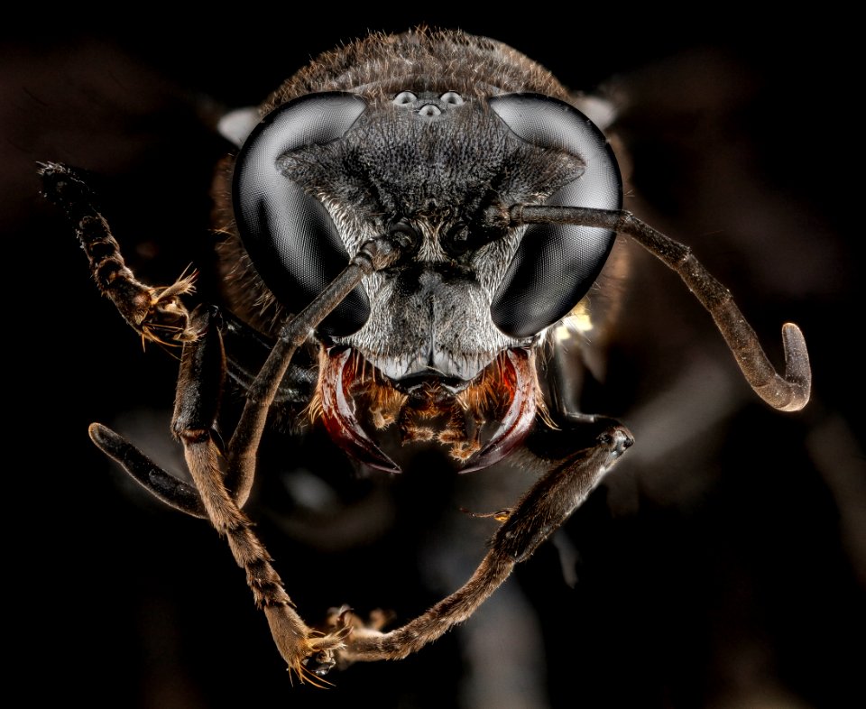 Trypoxylon mexicanum, U, face, Dominican Republic, La Vega Jarabacoa 2012-11-30-16.12.12 ZS PMax