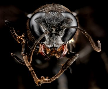 Trypoxylon mexicanum, U, face, Dominican Republic, La Vega Jarabacoa 2012-11-30-16.12.12 ZS PMax