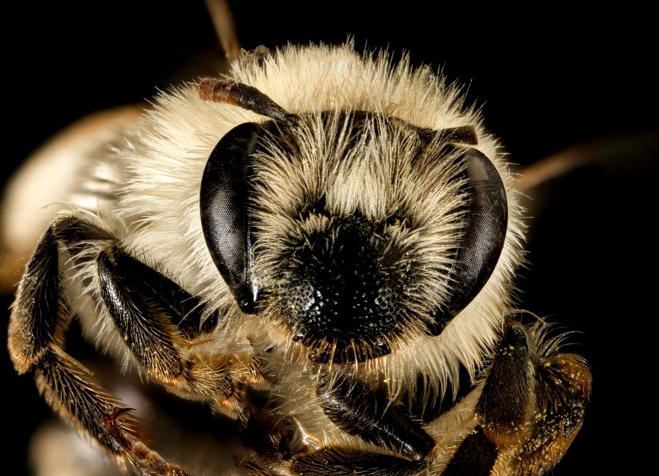 Andrena (Parandrena) weilesleyana, f, face, Middlesex Co, MA 2016-02-11-11.32