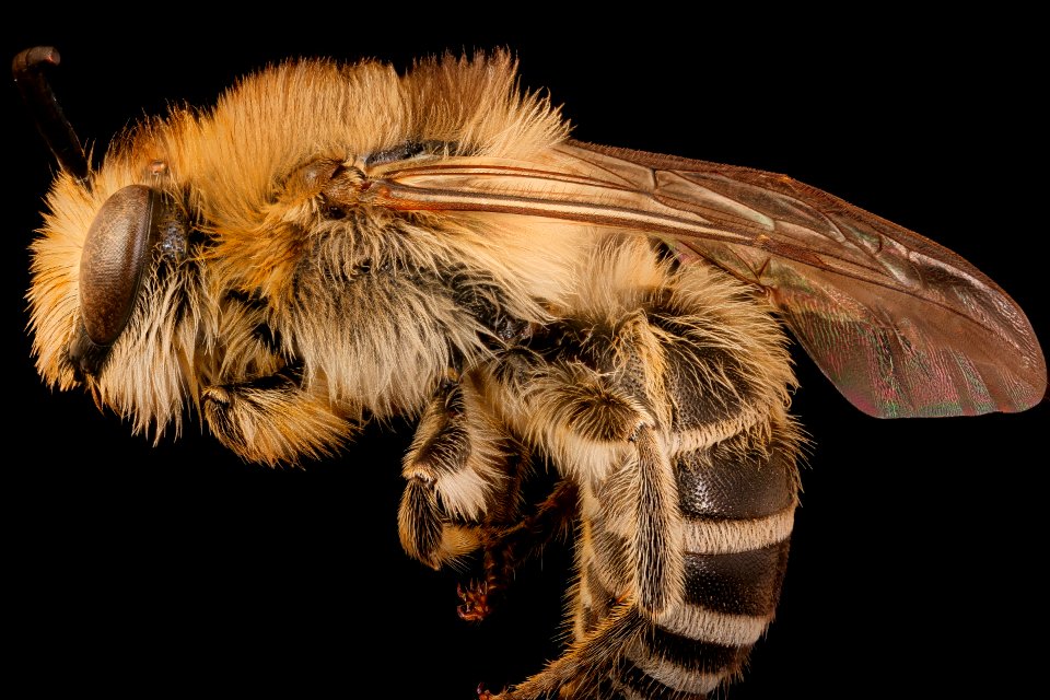 Colletes compactus, m, left, Cleveland, OH 2018-06-19-16.34