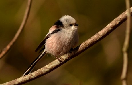 Aegithalos caudatus