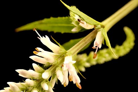 Veronicastrum virginicum 2, Culver's Root, GFG, Howard County, Md, Helen Lowe Metzman 2018-07-17-20.18.21 ZS PMax UDR