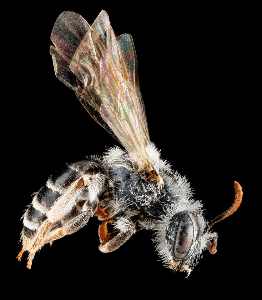 Andrena illinoiensis, female, side 2012-08-08-16.09.40 ZS PMax