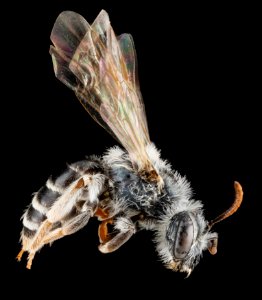 Andrena illinoiensis, female, side 2012-08-08-16.09.40 ZS PMax photo