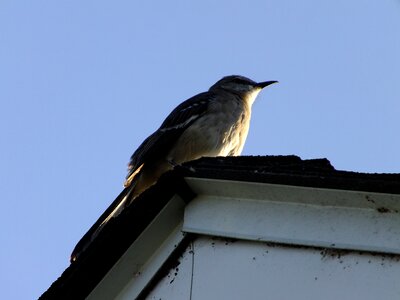 Bird's-eye alert nature photo