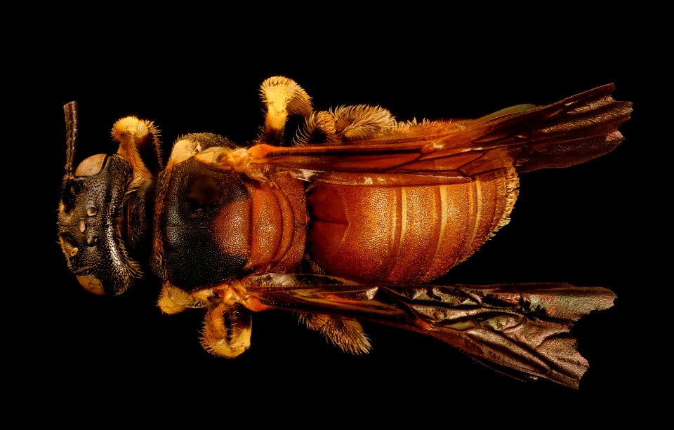 Protandrena abdominalis, f, back, Colorado co., TX 2018-03-06-21.49