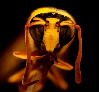 Yellow wasp, m, face, Kruger National Park, South Africa Mpumalanga 2018-11-20-13.23.09 ZS PMax UDR photo