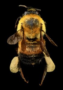 Bombus griseocolis, F, Back, MD, PG County 2013-07-10-16.16.49 ZS PMax photo