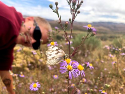 Butterfly on hoary tansyaster in Nevada