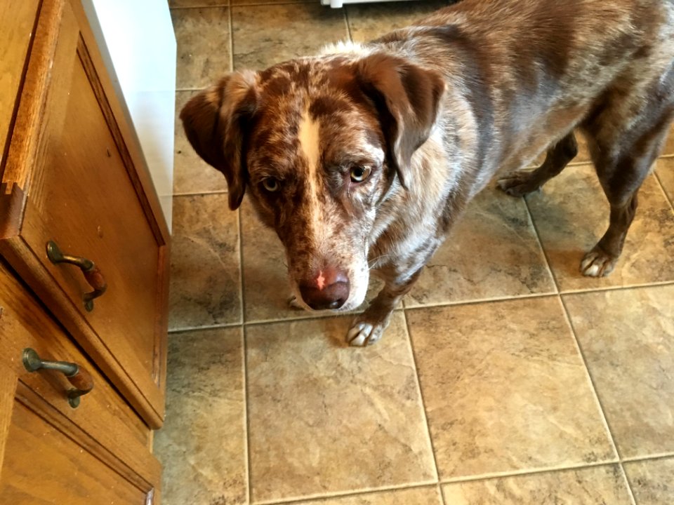 Did I Hear the Sound of Cheese Being Sliced?