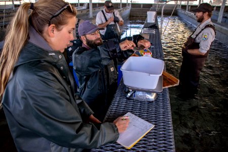 Nevada Department of Wildlife measures, weighs and tags Lahontan cutthroat trout