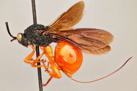 Oberthuerella lenticularis, usda, buffington