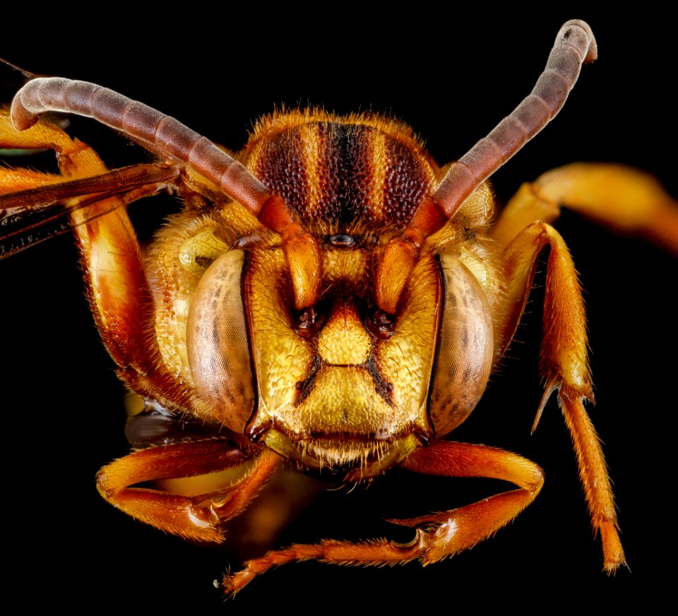 Nomada luteola, F, face, Maryland, Somerset County 2013-02-06-14.36.54 ZS PMax