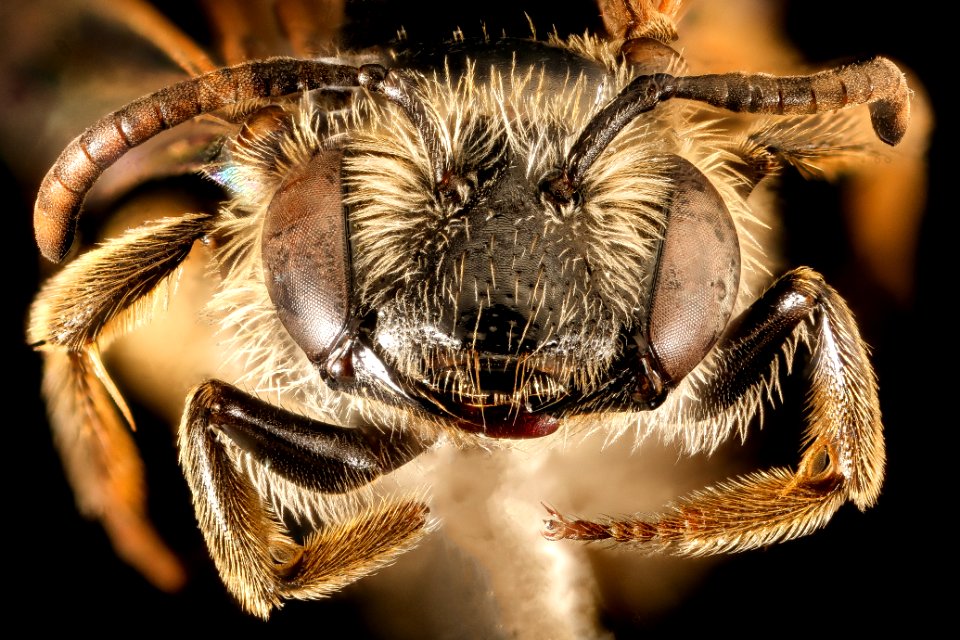 Andrena robertsonii, f, face, Baltimore Co, MD 2016-04-15-19.18