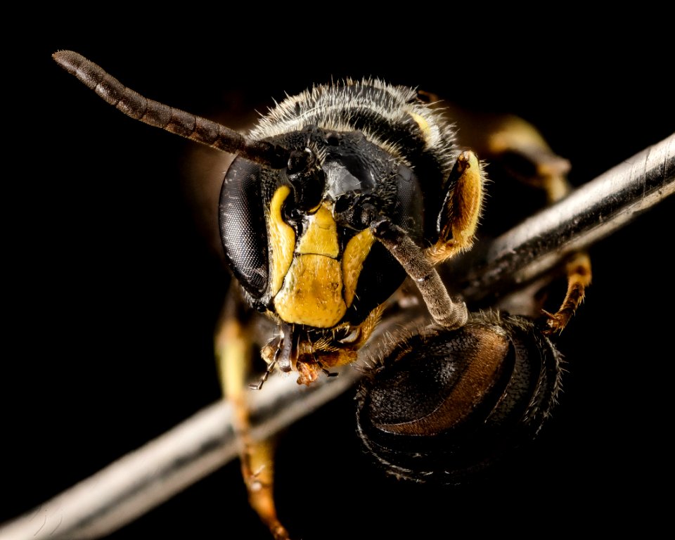 Hylaeus verticalis, M, Face, NY, Vipers Boscoss Roadside 2014-07-29-15.56