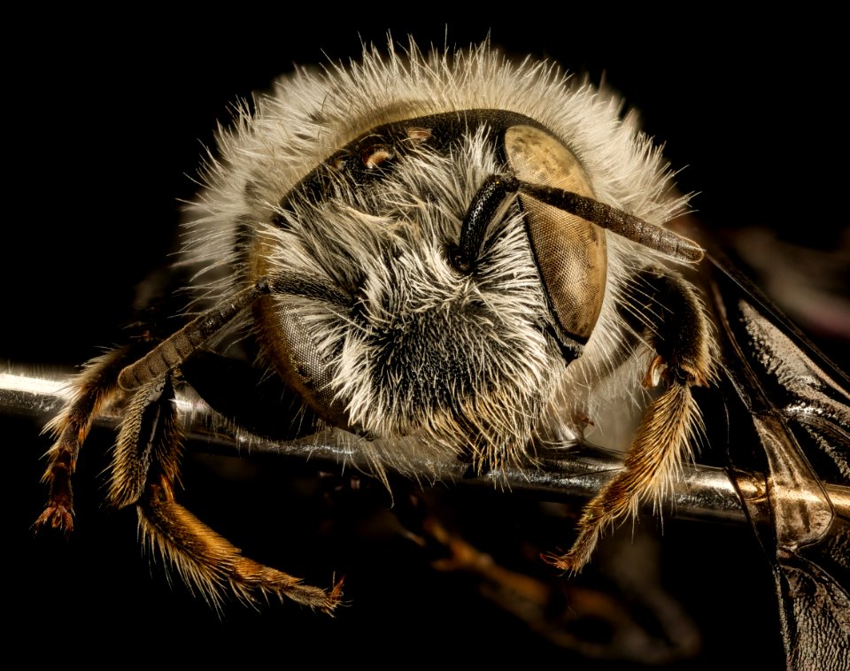 Hoplitis anthocopoides, f, face, Washington Co. Maryland 2016-03-29-17.16