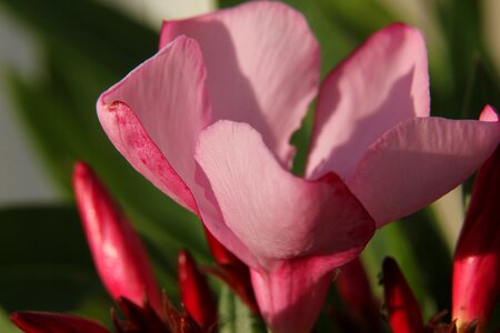 Pink flower crete spring