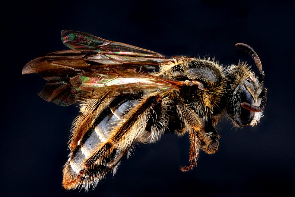 Andrena-fragilis,-female,-side 2012-06-11-15.47.20-ZS-PMax photo