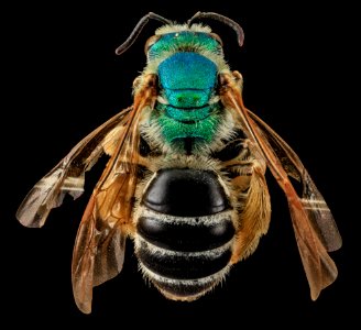 Agapostemon coloradinus, F, back, Shannon Co., S. Dakota 2014-01-09-14.23.04 ZS PMax