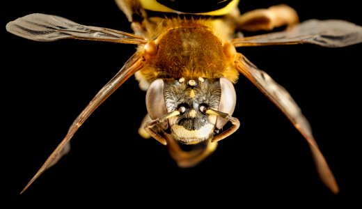 bee fur foot yellowspot, f, argentina, face 2014-08-14-15.03.01 ZS PMax photo