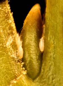 Baeoalitriozus diospyri, Persimmon psillid, AA COUNTY md,eggs 2018-06-01-15.38