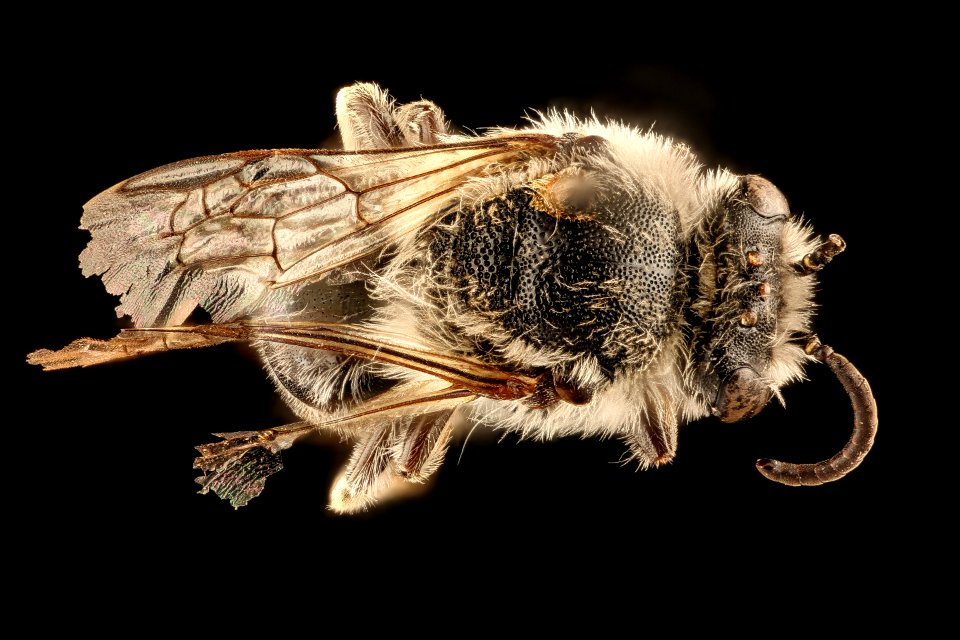 Colletes willistoni, m, back, Hooker Co., NE 2018-06-19-18.49.44 ZS PMax UDR
