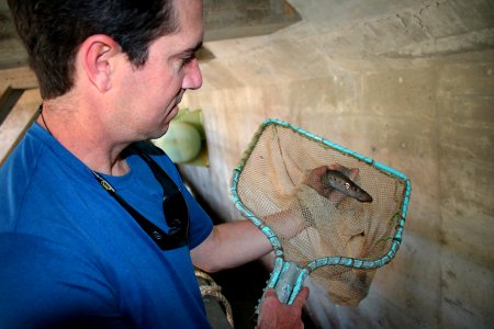Pacific lamprey in net