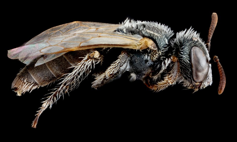 Macrotera latior, female, side 2012-07-31-19.14.45 ZS PMax